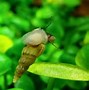 Image result for 1 Meter Size Snail