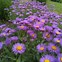 Image result for Erigeron hybride Dunkelste Aller