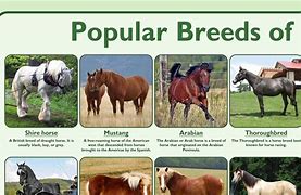 Image result for Top 5 Horse Breeds
