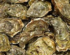 Image result for Pacific Oyster Invasive Species