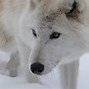 Image result for Wolf Folklore