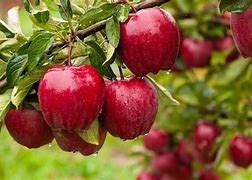 Image result for Apple Fruit 4