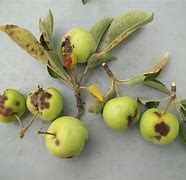 Image result for Bad Apple in Tree