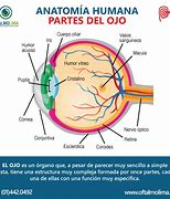 Image result for Partes Del Ojo Pareo