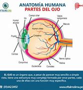 Image result for Anatomia Del Ojo