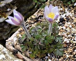 Image result for Pulsatilla vernalis