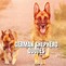 Image result for German Shepherd Quotes