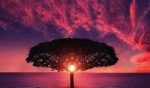 Image result for Sunset Tree Backgounds