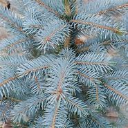 Image result for Picea pungens Haleys Blue