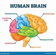 Image result for Human Brain Label