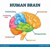 Image result for Head and Brain Anatomy
