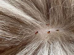 Image result for Cat Flea Close Up