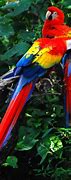 Image result for Large Exotic Birds