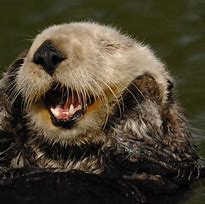 Image result for Happy Otter