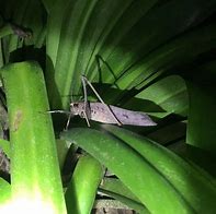 Image result for Giant Malaysian Bush-Cricket