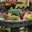 Image result for How to Design a Succulent Garden