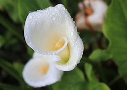 Image result for Yellow Flower Costa Rica