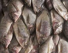 Image result for Fish Types in Uganda