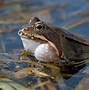 Image result for Summer Frog