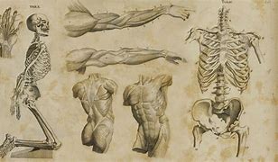 Image result for Anatomy Wallpaper to Print