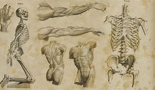 Image result for Anatomical Wallpaper