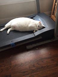 Image result for Lazy Fat Cat Meme