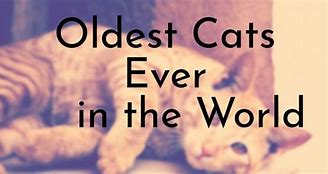 Image result for Biggest Cat Ever Recorded