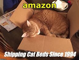 Image result for Amazon Cat Meme