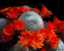 Image result for Cactus Plants with Red Flowers