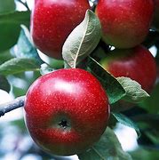 Image result for Dwarf Red Apple