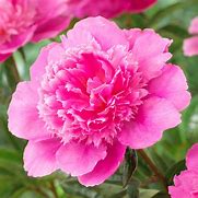 Image result for Paeonia lactiflora Bouquet Perfect