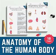Image result for Anatomy of Human Body Worksheets