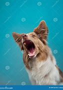 Image result for Collie