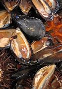 Image result for Bar Clams