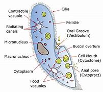 Image result for cytopyge