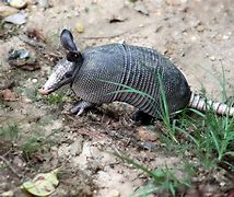 Image result for Vecteezy Armadillo