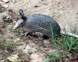 Image result for Yellow Armadillo