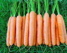 Image result for Hybrid Carrot