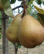 Image result for Pyrus communis Pomme-Poire