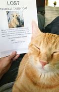 Image result for Scuffed Orange Cat Meme