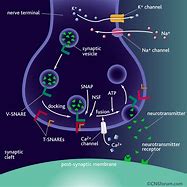 Image result for Synaptic Consolidation