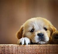 Image result for Wallpaper with Dogs
