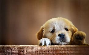 Image result for Laptop Wallpaper HD Black and White Dog