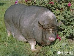 Image result for World's Fattest Animals