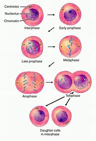 Image result for The Phases of Mitosis in Order