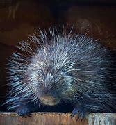 Image result for Porcupine without Quills