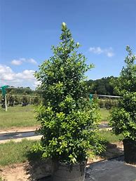 Image result for Sharp Tree Farm Floral City