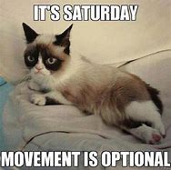 Image result for Grumpy Cat Saturday