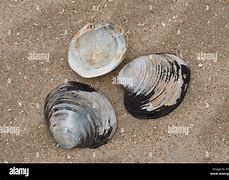 Image result for Ocean Quahog Iceland