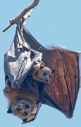 Image result for Mom and Baby Bat